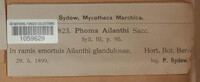 Diaporthe tuberculosa image